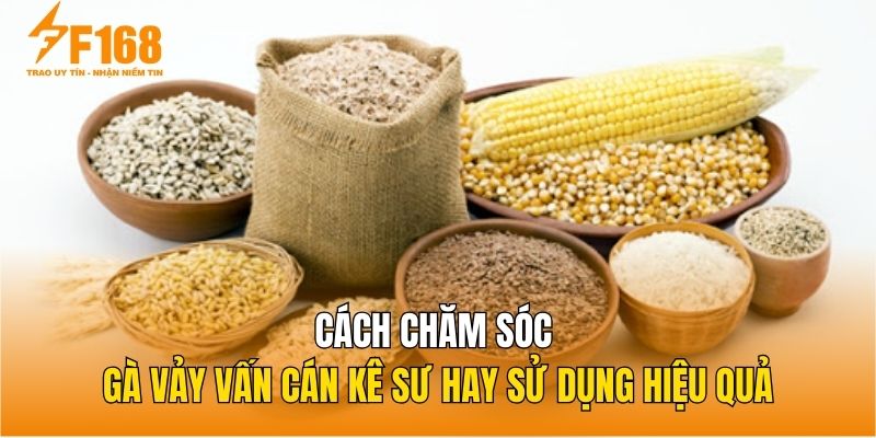 Cách chăm sóc gà vảy Vấn Cán kê sư hay sử dụng hiệu quả