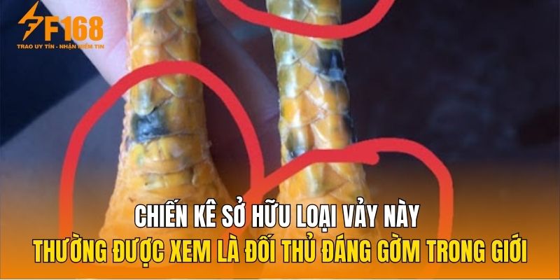 Chiến kê sở hữu loại vảy này thường được xem là đối thủ đáng gờm trong giới