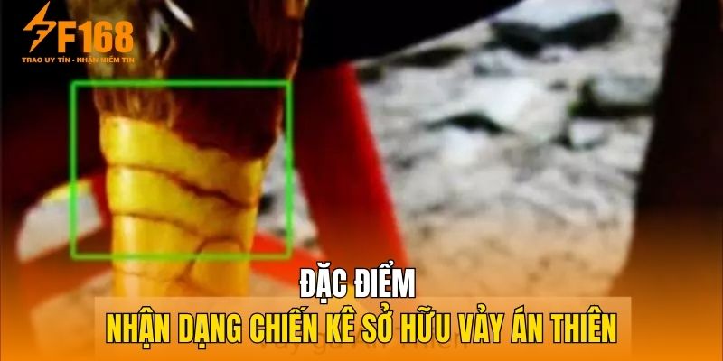 Đặc điểm nhận dạng chiến kê sở hữu vảy án thiên