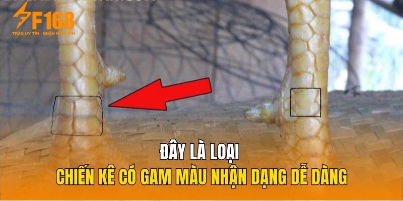 Đây là loại chiến kê có gam màu nhận dạng dễ dàng