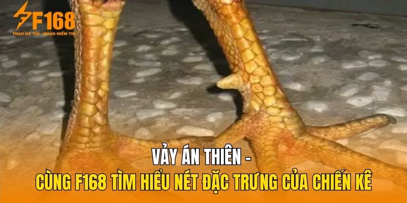 Vảy Án Thiên – Cùng F168 Tìm Hiểu Nét Đặc Trưng Của Chiến Kê